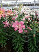 [5162 Pink Palace No01.JPG]